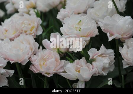 Fleurs de pivoines blanches Double tulipes précoces (Tulipa) Rêveur floraison dans un jardin en avril Banque D'Images