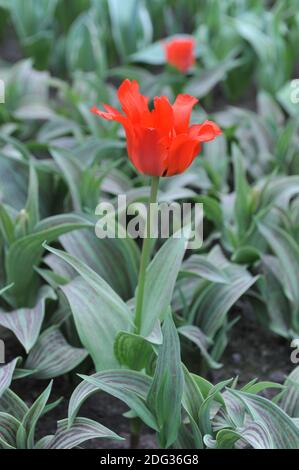 Tulipes rouges greigii (Tulipa) Dubbele Roodkapje (Double Red Riding Hood) Avec des feuilles rayées fleurissent dans un jardin en mars Banque D'Images