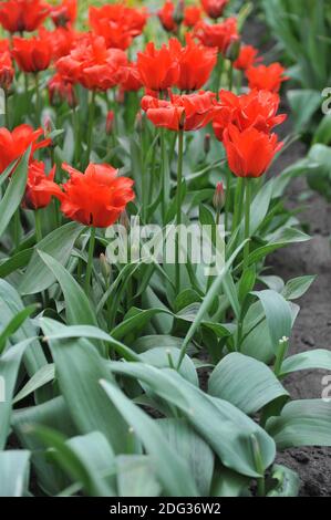 Tulipes rouges greigii (Tulipa) Dubbele Roodkapje (Double Red Riding Hood) Avec des feuilles rayées fleurissent dans un jardin en mars Banque D'Images