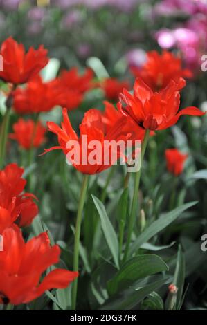 Tulipes rouges greigii (Tulipa) Dubbele Roodkapje (Double Red Riding Hood) Avec des feuilles rayées fleurissent dans un jardin en mars Banque D'Images
