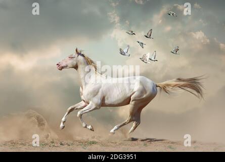 Étalon de couleur perle rouge de race sur la nature avec des colombes derrière lui dans le ciel Banque D'Images