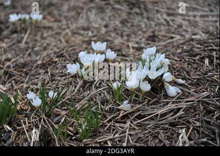Crocus chrysanthus blanc ARD Schenk fleurissent dans un jardin Mars Banque D'Images