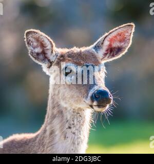 Cerf de queue blanc bambi dans la nature Banque D'Images