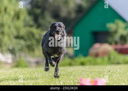 Chien courant dans le champ vert sur le concours de courtisans lure Banque D'Images
