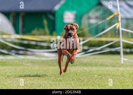 Chien courant dans le champ vert sur le concours de courtisans lure Banque D'Images