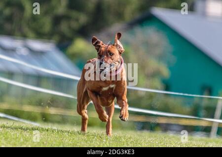 Chien courant dans le champ vert sur le concours de courtisans lure Banque D'Images