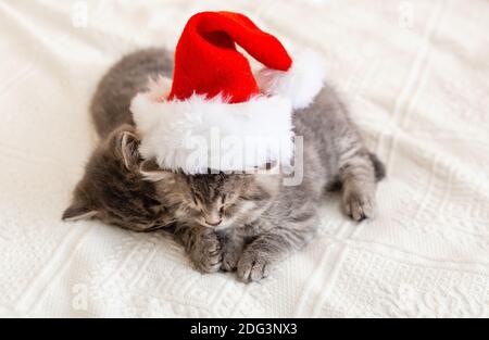 Jolis chatons en tabby qui dorment ensemble dans un chapeau de noël. Chapeau de Père Noël sur joli chat de bébé. Chats de Noël. Concept animal pour enfants. Animaux domestiques en costume Banque D'Images