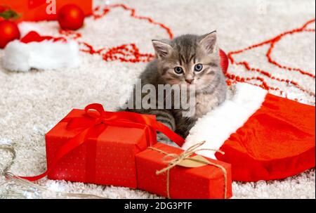 Joli chaton de tabby près de Noël chapeau de Père Noël, guirlande lumineuse, Noël cadeaux décor. Joli chat bébé. Animaux domestiques au nouvel an Banque D'Images