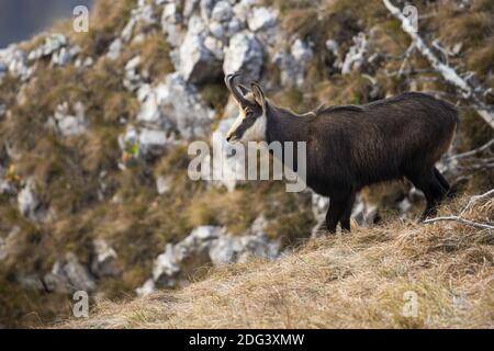 Tatra chamois regardant sur les montagnes en automne nature Banque D'Images