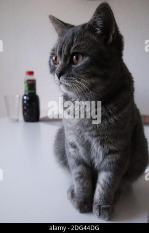 Jeune chat rayé gris avec les yeux bruns assis confortablement une table avec un verre et du jus en arrière-plan Banque D'Images