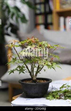 Érable Bonsai dans un pot en argile Banque D'Images