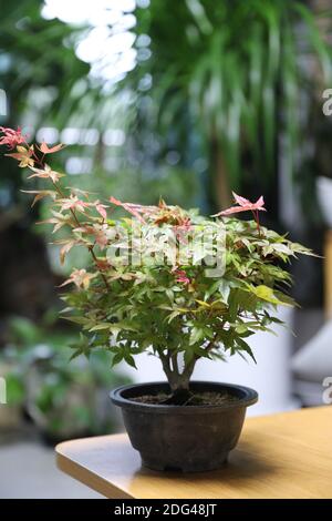 Érable Bonsai dans un pot en argile Banque D'Images