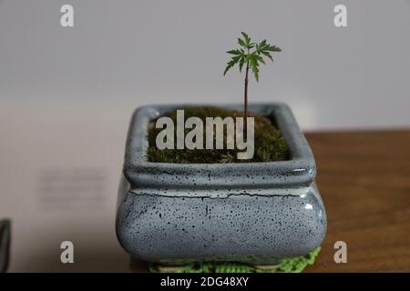 Érable Bonsai dans un pot en argile Banque D'Images