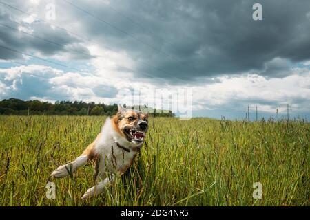 Angry agressif Mad Dog courant en plein air dans Green Meadow on Appareil photo Banque D'Images