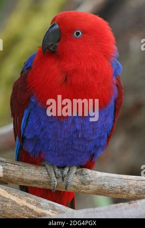 Eclectus perrot, femme Banque D'Images