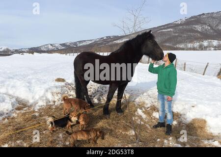 Le jeune agriculteur Maurizio a construit un petit abri pour son cheval et son porc après la destruction de sa maison et de son hangar par le tremblement de terre à Amatrice, en Italie, le 1er février 2017. La région d'Amatrice est aux prises avec la neige et avec les séquelles d'un tremblement de terre en août qui a tué près de 300 personnes. À Amatrice, des centaines d'animaux ont été blessés et tués lorsque les écuries se sont effondrées pendant les tremblements de terre de ces cinq derniers mois. Et ces dernières semaines, l'Italie centrale a connu la pire neige depuis plus de 50 ans. Quelque 3,000 exploitations seraient en danger dans le centre de l'Italie, dans les régions de Banque D'Images