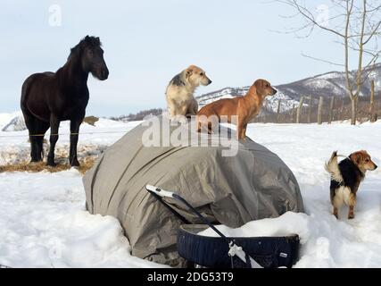 Le jeune agriculteur Maurizio a construit un petit abri pour son cheval et son porc après la destruction de sa maison et de son hangar par le tremblement de terre à Amatrice, en Italie, le 1er février 2017. La région d'Amatrice est aux prises avec la neige et avec les séquelles d'un tremblement de terre en août qui a tué près de 300 personnes. À Amatrice, des centaines d'animaux ont été blessés et tués lorsque les écuries se sont effondrées pendant les tremblements de terre de ces cinq derniers mois. Et ces dernières semaines, l'Italie centrale a connu la pire neige depuis plus de 50 ans. Quelque 3,000 exploitations seraient en danger dans le centre de l'Italie, dans les régions de Banque D'Images