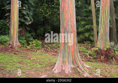 Arbres de couleurs Banque D'Images