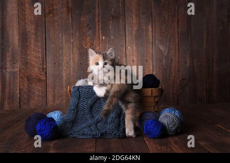 Adorable Calico Kitten dans un panier de fils à tricoter Arrière-plan en bois Banque D'Images