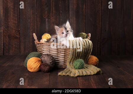 Adorable Calico Kitten dans un panier de fils à tricoter Arrière-plan en bois Banque D'Images