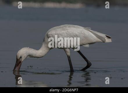 La lacustre eurasienne juvénile (Platalea leucorodia) se nourrissant de près du lac. Banque D'Images