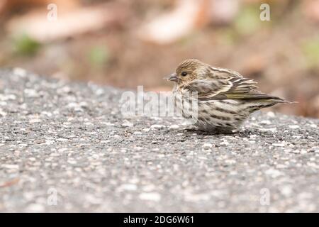 Siskin de pin (Spinus pinus) perché sur la chaussée, Brooklyn, New York Banque D'Images