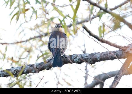 Oiseau-noir rouillé (Euphagus carolinus) perché sur une branche, long Island, New York Banque D'Images