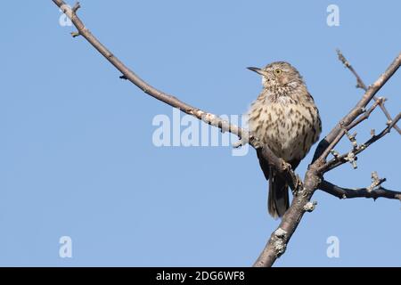 Sage Thrasher (Oreoscoptes montanus), un rare visiteur de la côte ouest dans l'État de New York Banque D'Images