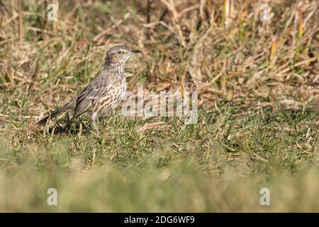 Sage Thrasher (Oreoscoptes montanus), un rare visiteur de la côte ouest dans l'État de New York Banque D'Images