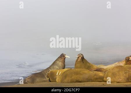 Des morses sur la plage en brume, Spitsbergen, Norvège Banque D'Images