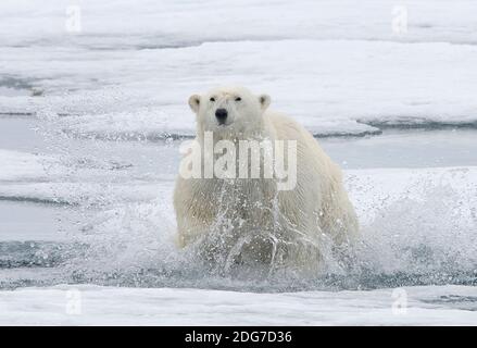 Ours polaire courant sur l'eau couverte de glace, Spitsbergen, Norvège Banque D'Images