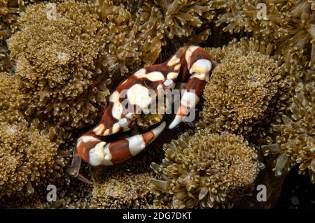 Harlequin natation crabe Lissocarcinus laevis Banque D'Images