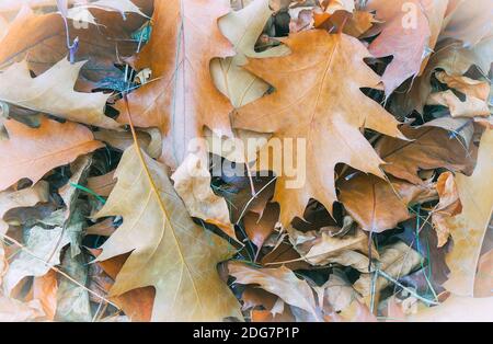 Feuilles de chêne jaune tombé sur l'arrière-plan de feuilles tombées sur le sol. Banque D'Images