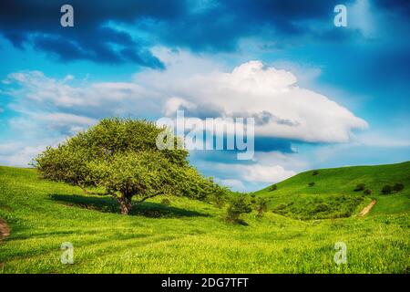 Paysage d'été avec peu d'arbres sur la prairie herbacée à flanc de colline près de la forêt en montagne. Caucase, Russie Banque D'Images