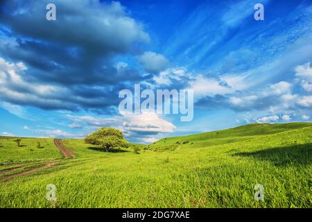 Paysage d'été avec peu d'arbres sur la prairie herbacée à flanc de colline près de la forêt en montagne. Caucase, Russie Banque D'Images