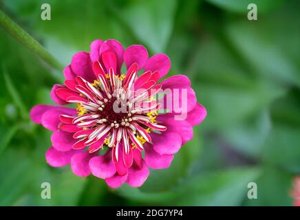 Belles fleurs de zinnias sur fond de feuilles vert Banque D'Images