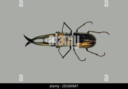 Cyclomatus metalifer finae Banque D'Images