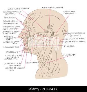 Couleur latérale des muscles de la tête Banque D'Images