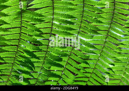 Photo macro de la fougère verte Banque D'Images