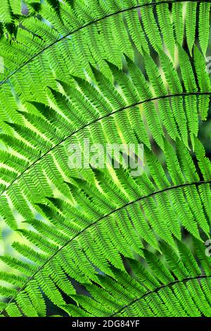 Photo macro de la fougère verte Banque D'Images