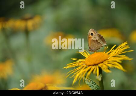 Grand papillon de bruyère sur une fleur jaune, papillon brun et orange avec un point noir, gros plan, macro, aile fermée, vue latérale. Banque D'Images