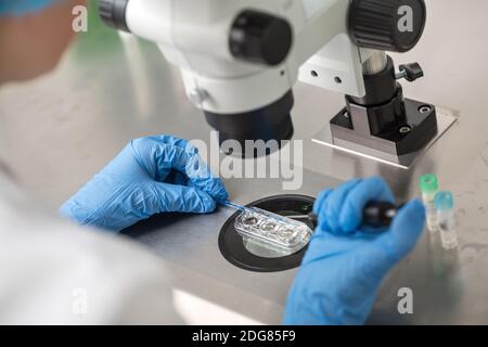 Contrôle de résultat de la fécondation in vitro Banque D'Images