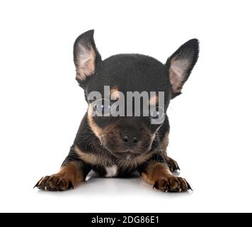 Peu chihuahua in front of white background Banque D'Images