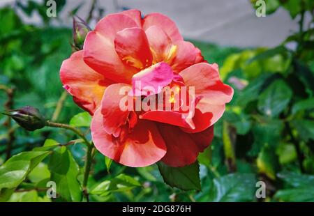 Belle floraison rose contre le vert des feuilles Banque D'Images