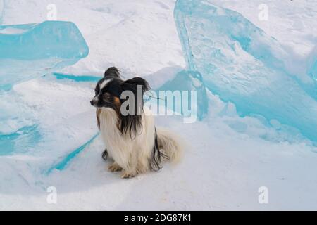 Le petit chien s'assoit sur un bloc de glace recouvert de neige Lac Baikal Banque D'Images