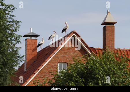 Cigognes blanches sur le toit d'une maison Banque D'Images