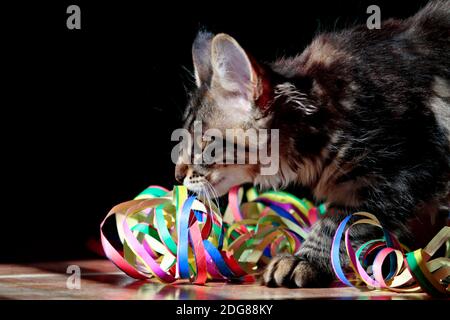 Un chaton de la forêt norvégienne jouant avec la serpentine colorée Banque D'Images