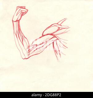 Biceps du bras Banque D'Images