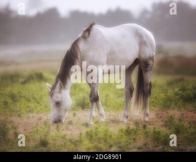 Cheval dans un pré à l'occasion d'une journée de Foggy dans le nord de la Californie, États-Unis Banque D'Images