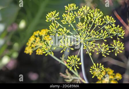 Fenouil (Foenicule vulgare) fleurs closeup arrière-plan. Fond vert naturel avec fleurs de dil Banque D'Images